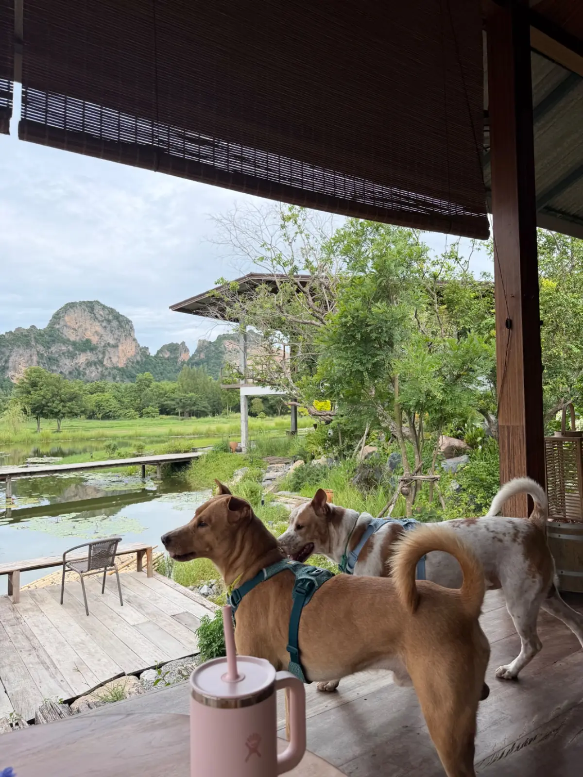 eBid Camping Farmstay pets image 3
