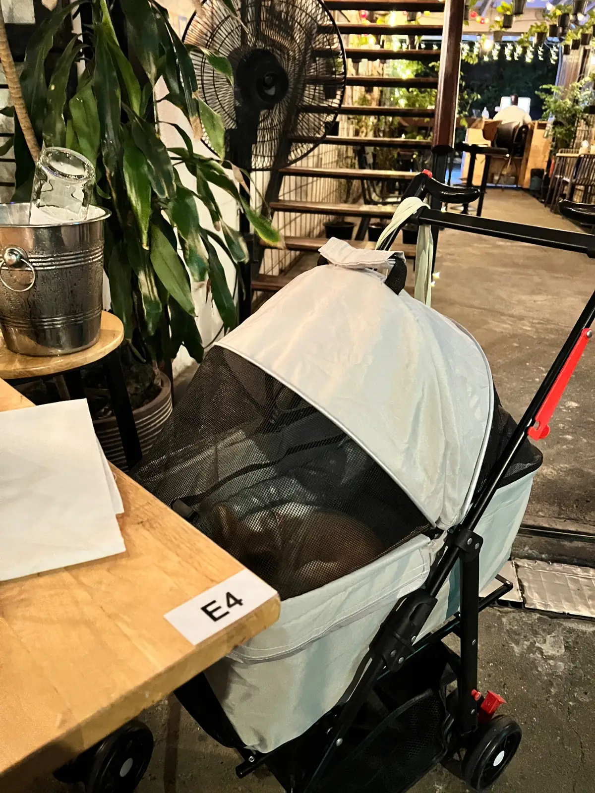 El Mercado pets image 1