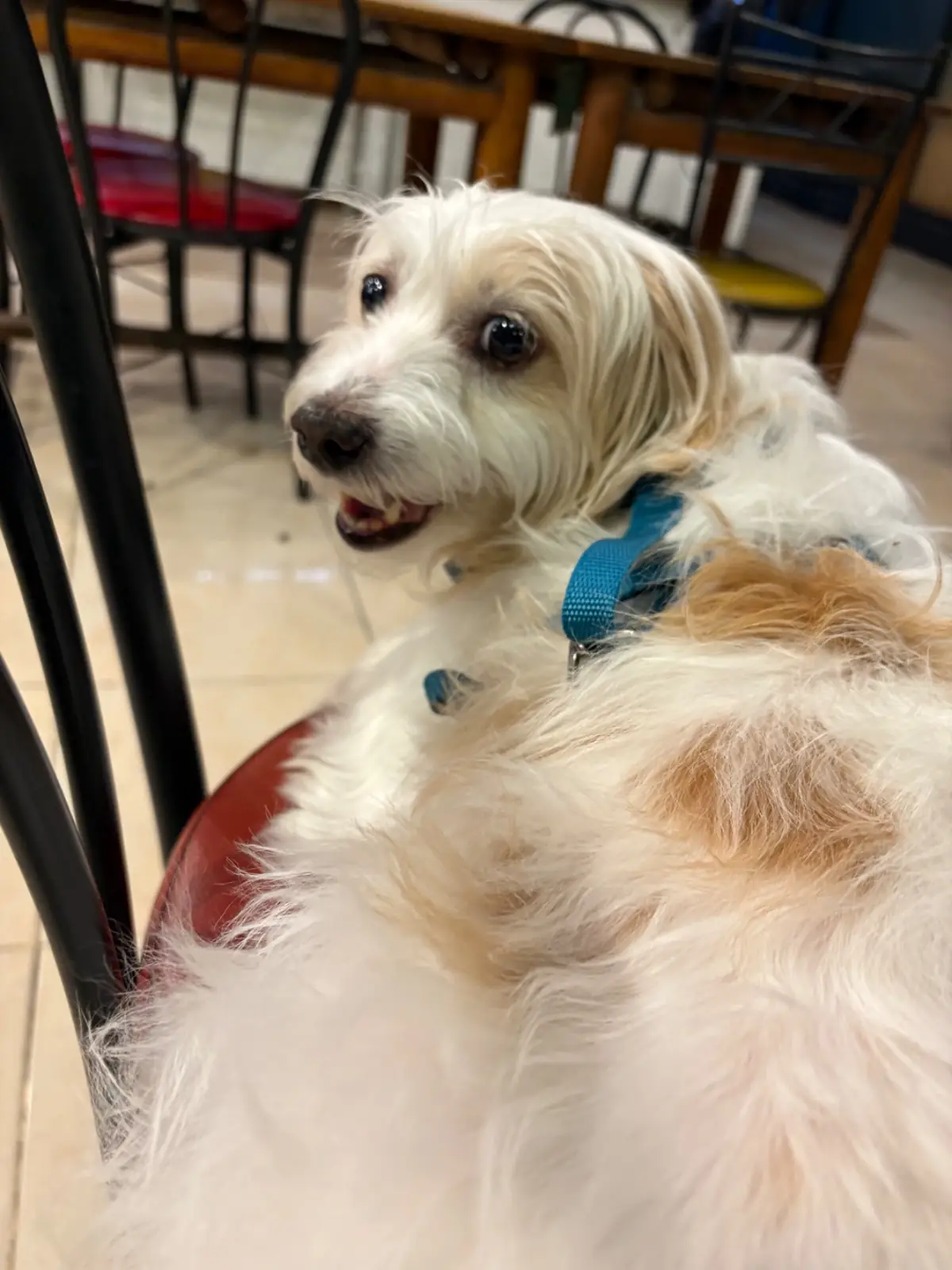 สบายใจ - เอกมัย pets image 2