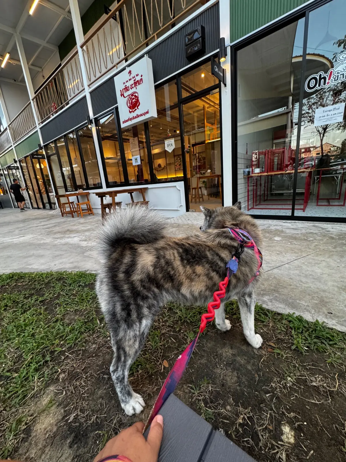 มากิน บะกุ๊ดเต๋ pets image 1