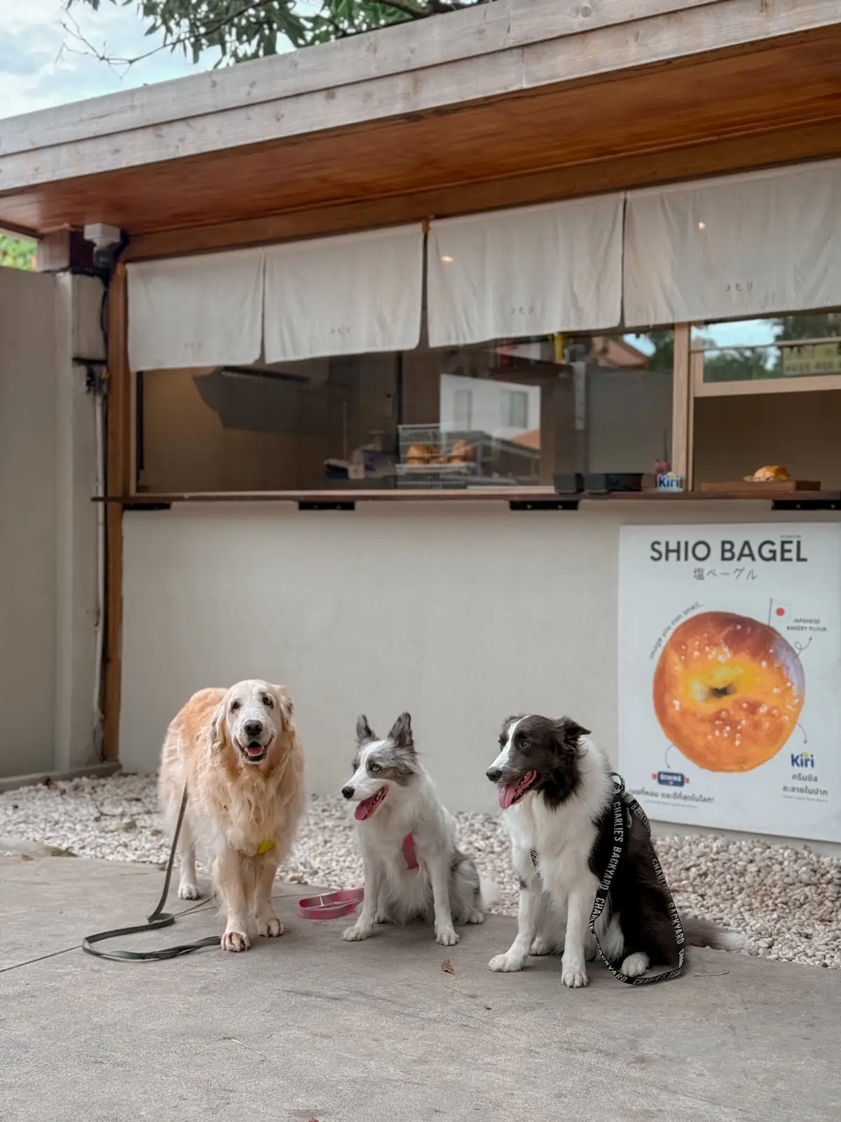 Komori Tea House pets image 9