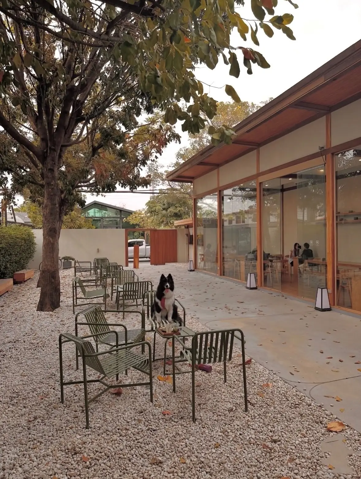 Komori Tea House pets image 4
