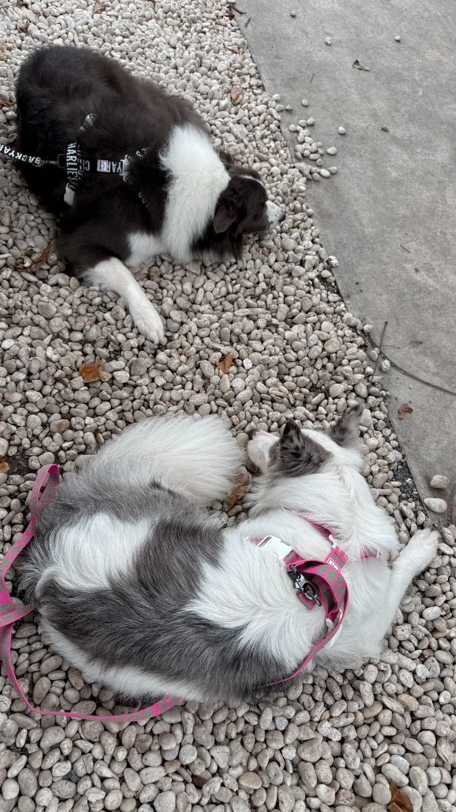 Komori Tea House pets image 7