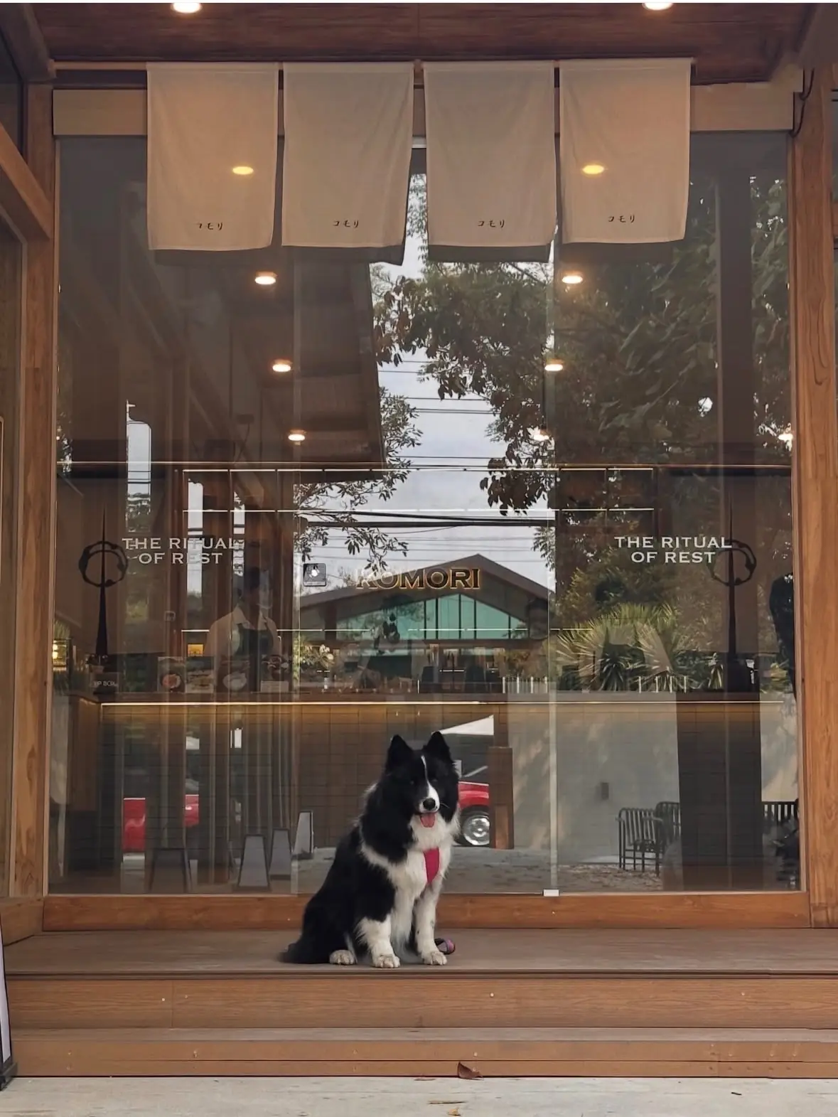 Komori Tea House pets image 3