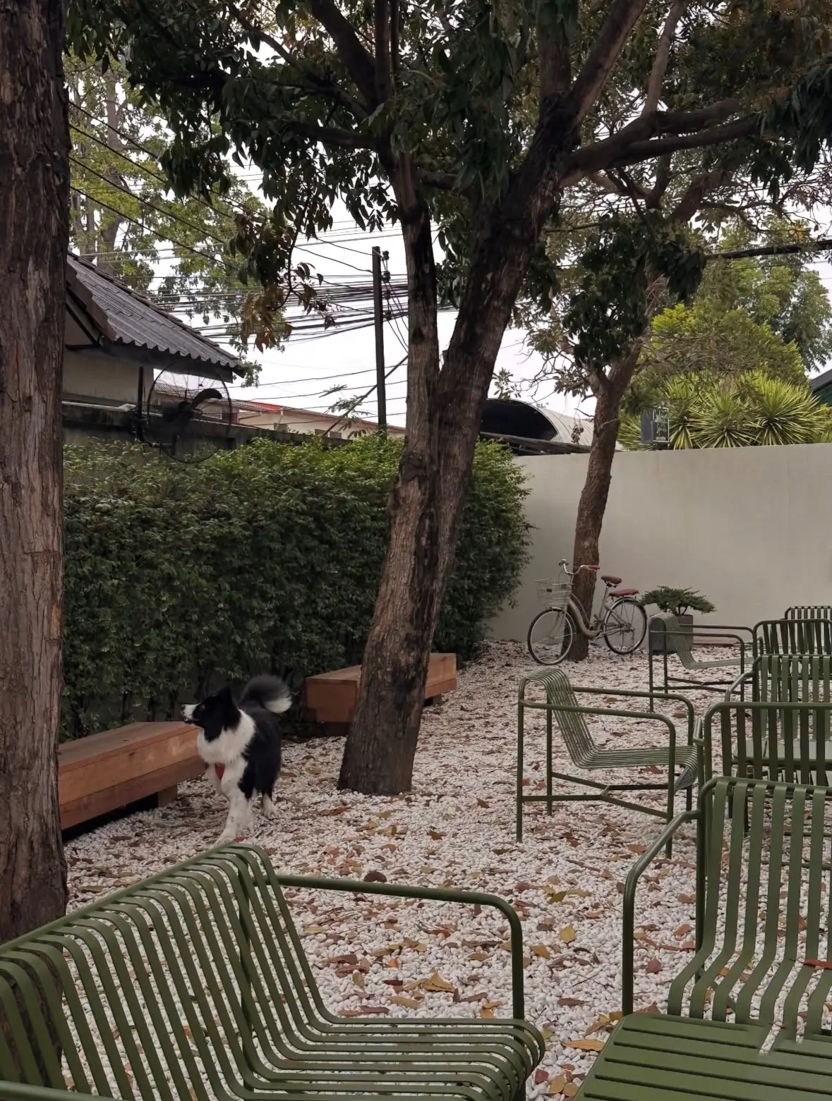 Komori Tea House pets image 5