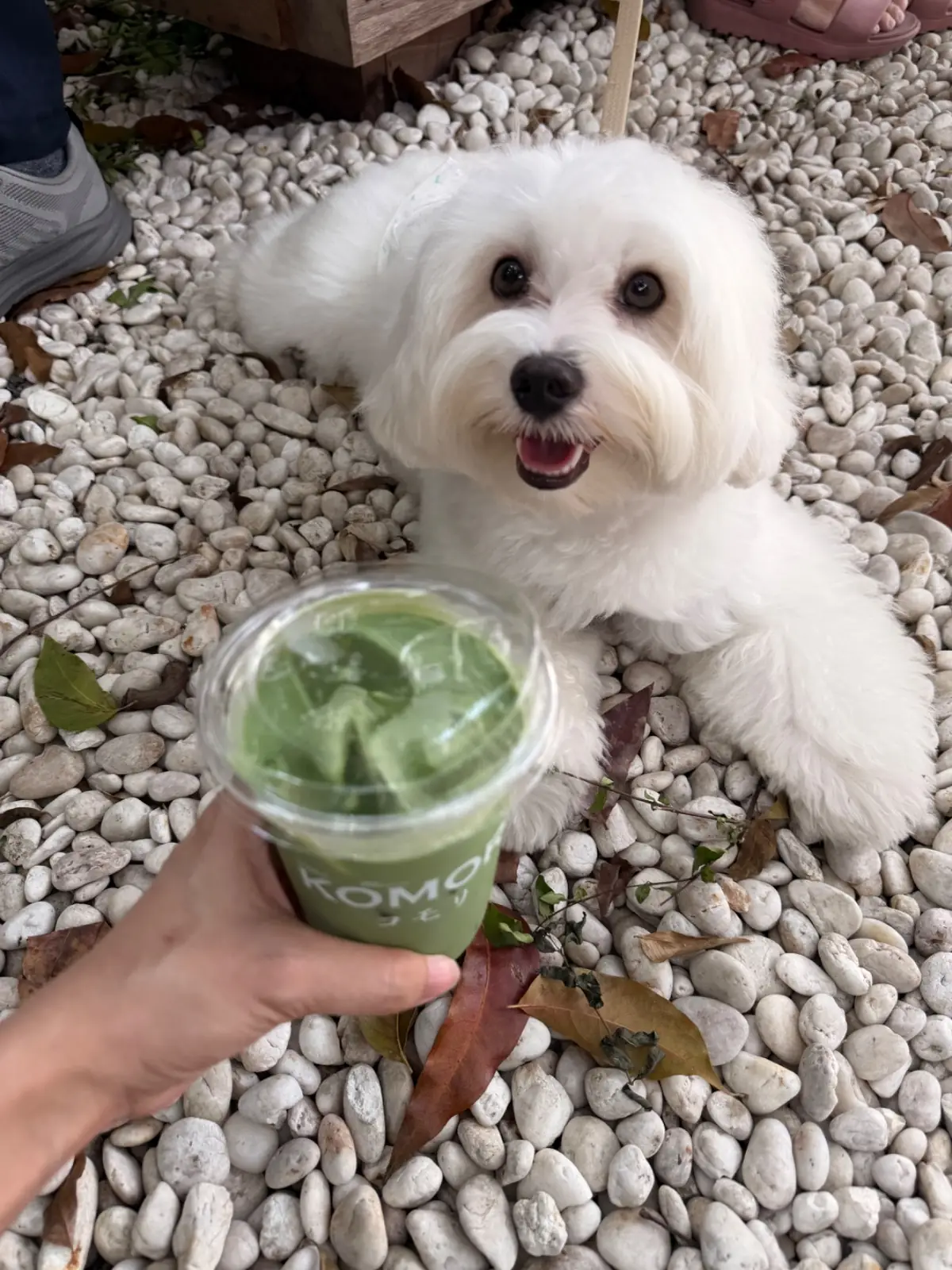 Komori Tea House pets image 10