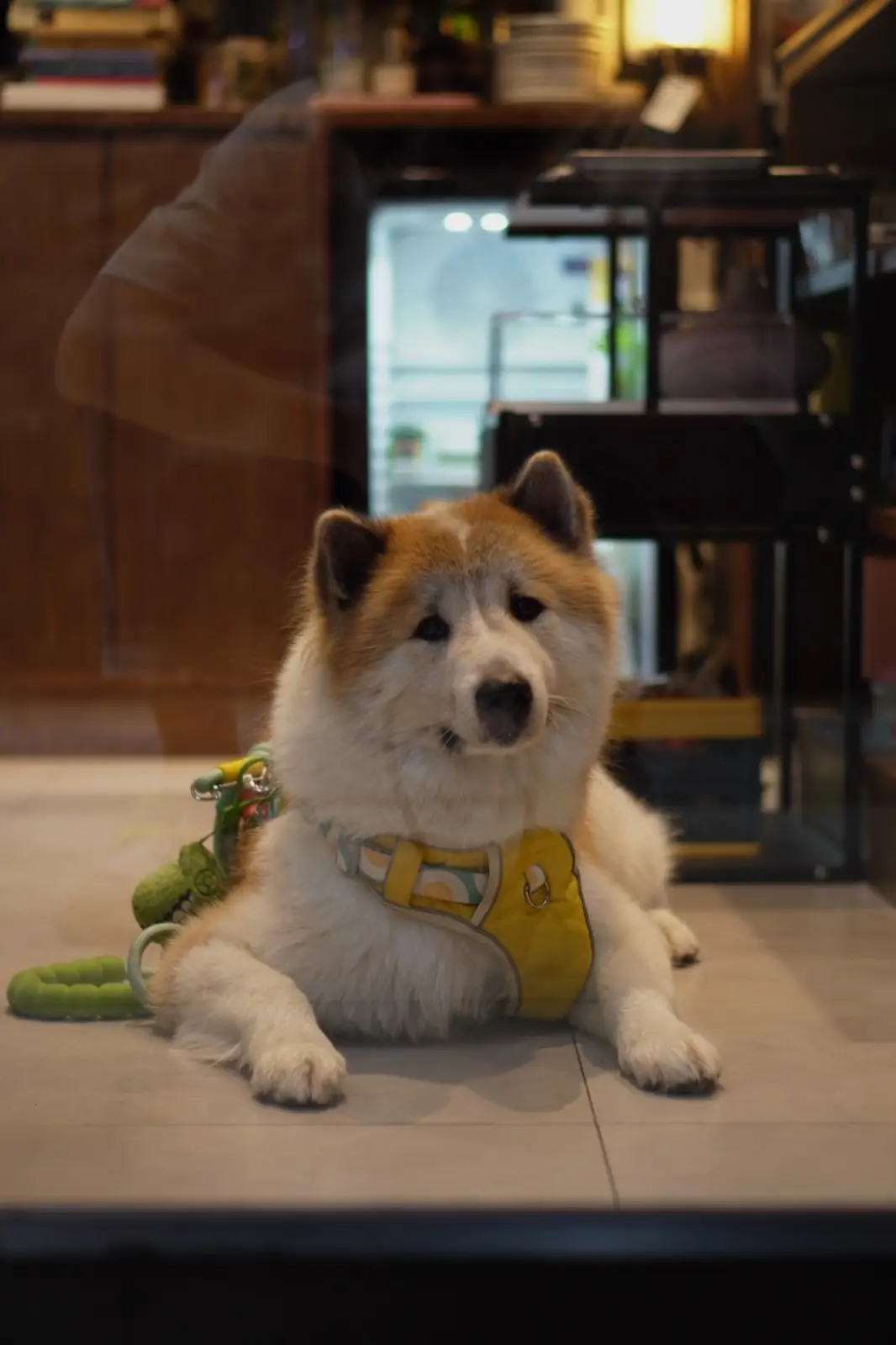 LEECO COFFEE pets image 2