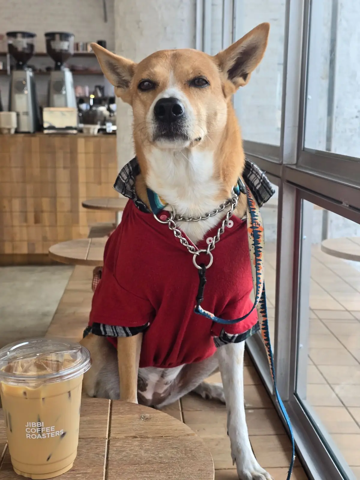 JIBBI COFFEE ROASTERS pets image 4