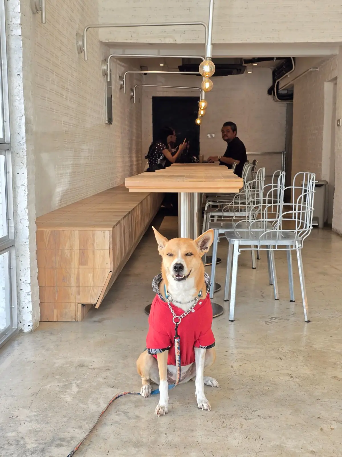 JIBBI COFFEE ROASTERS pets image 1