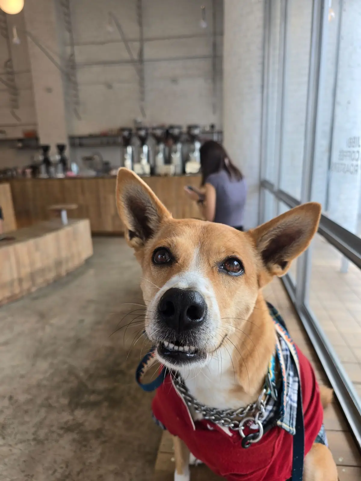 JIBBI COFFEE ROASTERS pets image 3