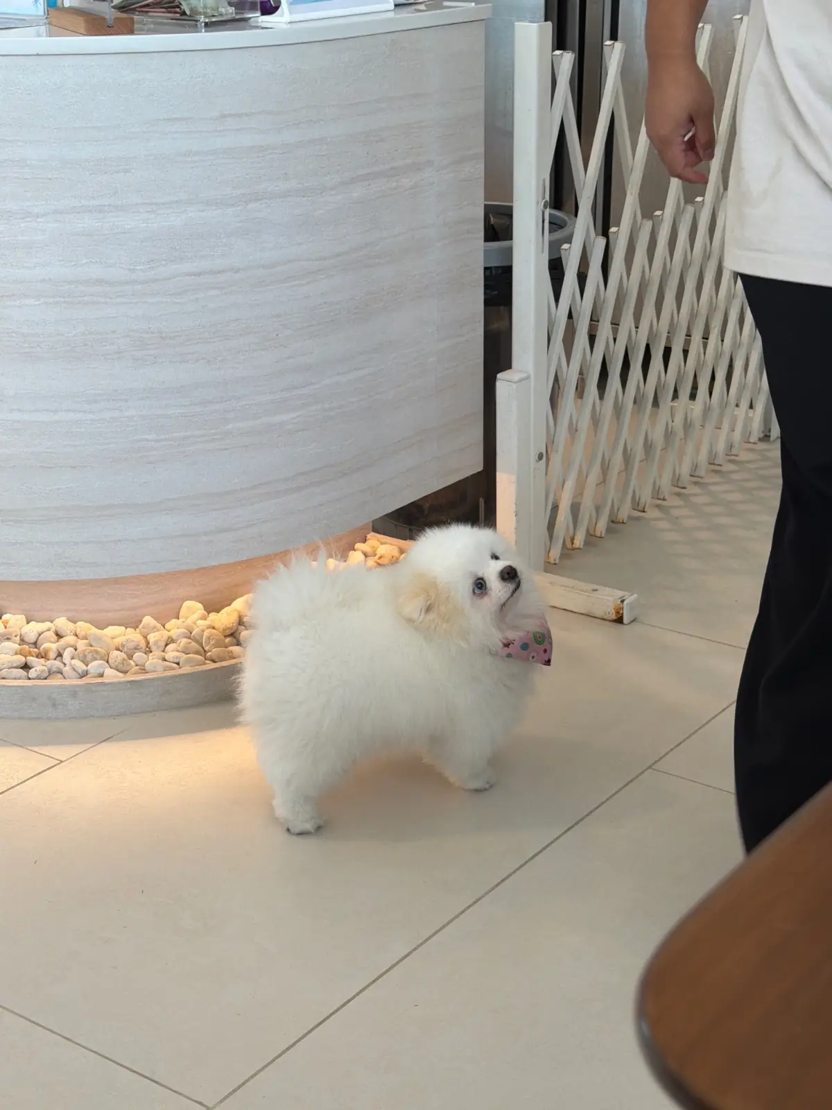 BARK BAY pets image 1