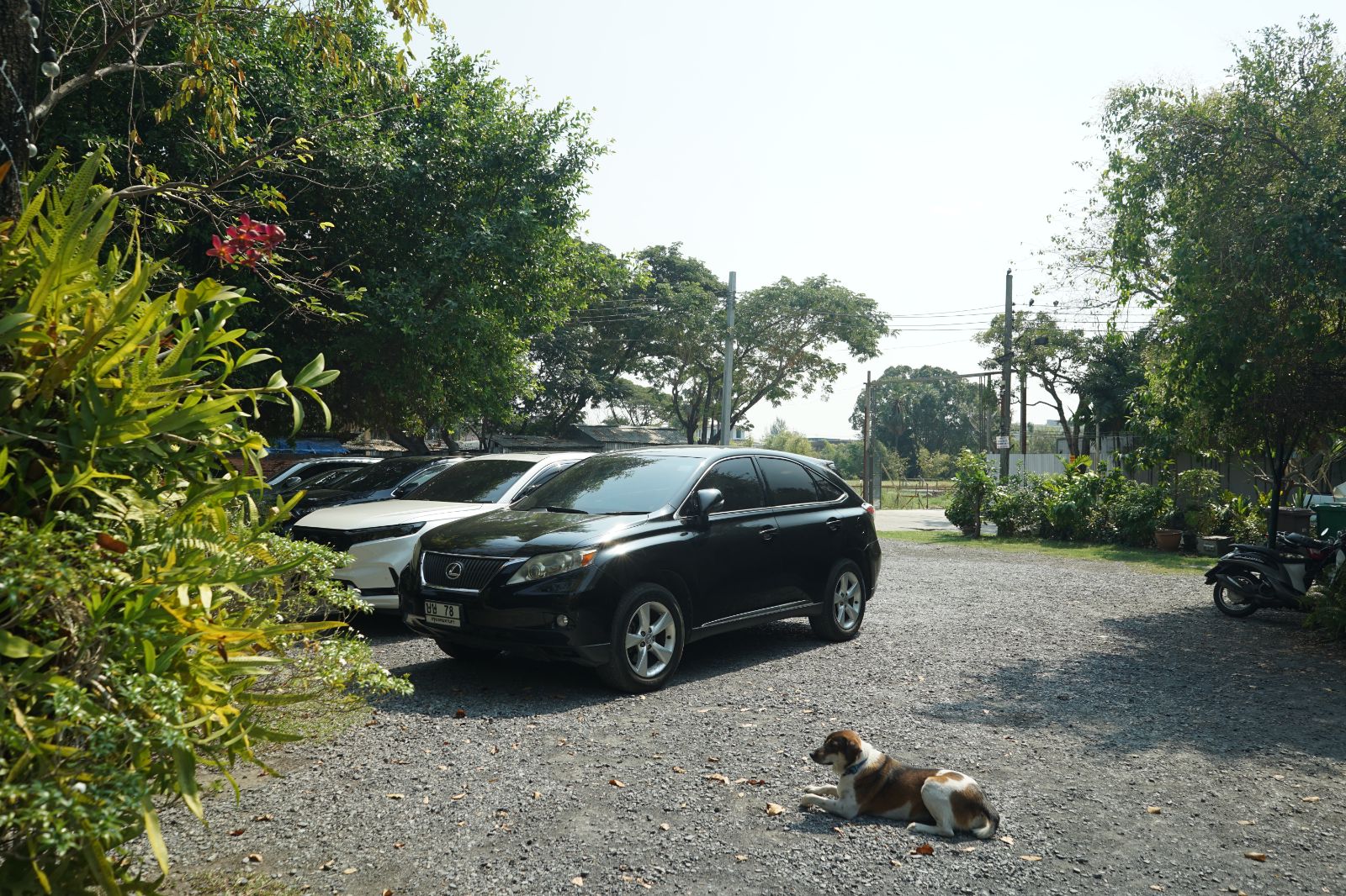 ไก่ย่างเสือใหญ่ กรุงเทพกรีฑา ambiance image 1