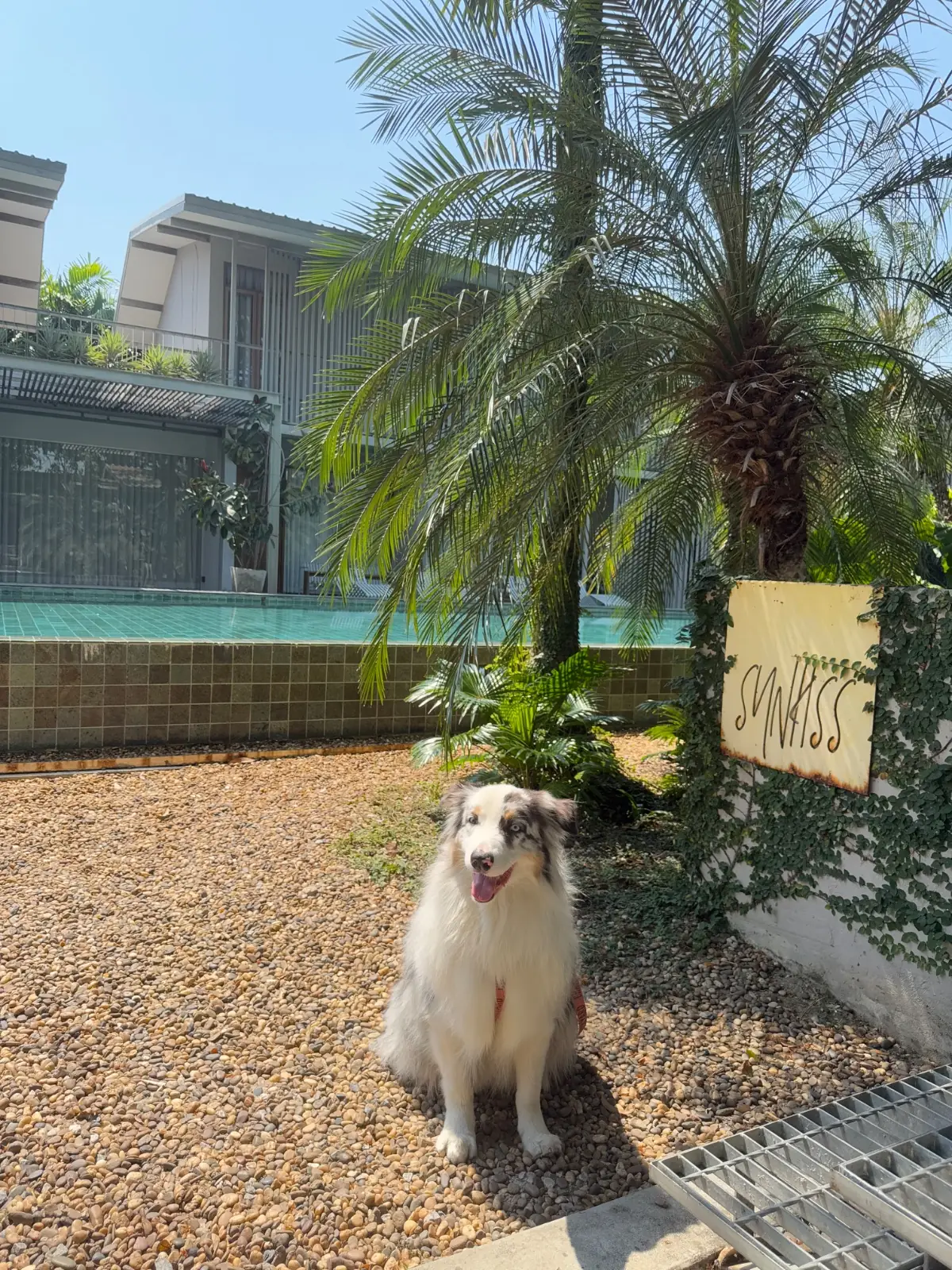 Sunkiss pets image 2