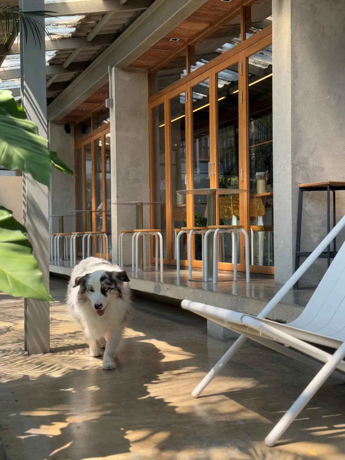 Sunkiss pets image 1