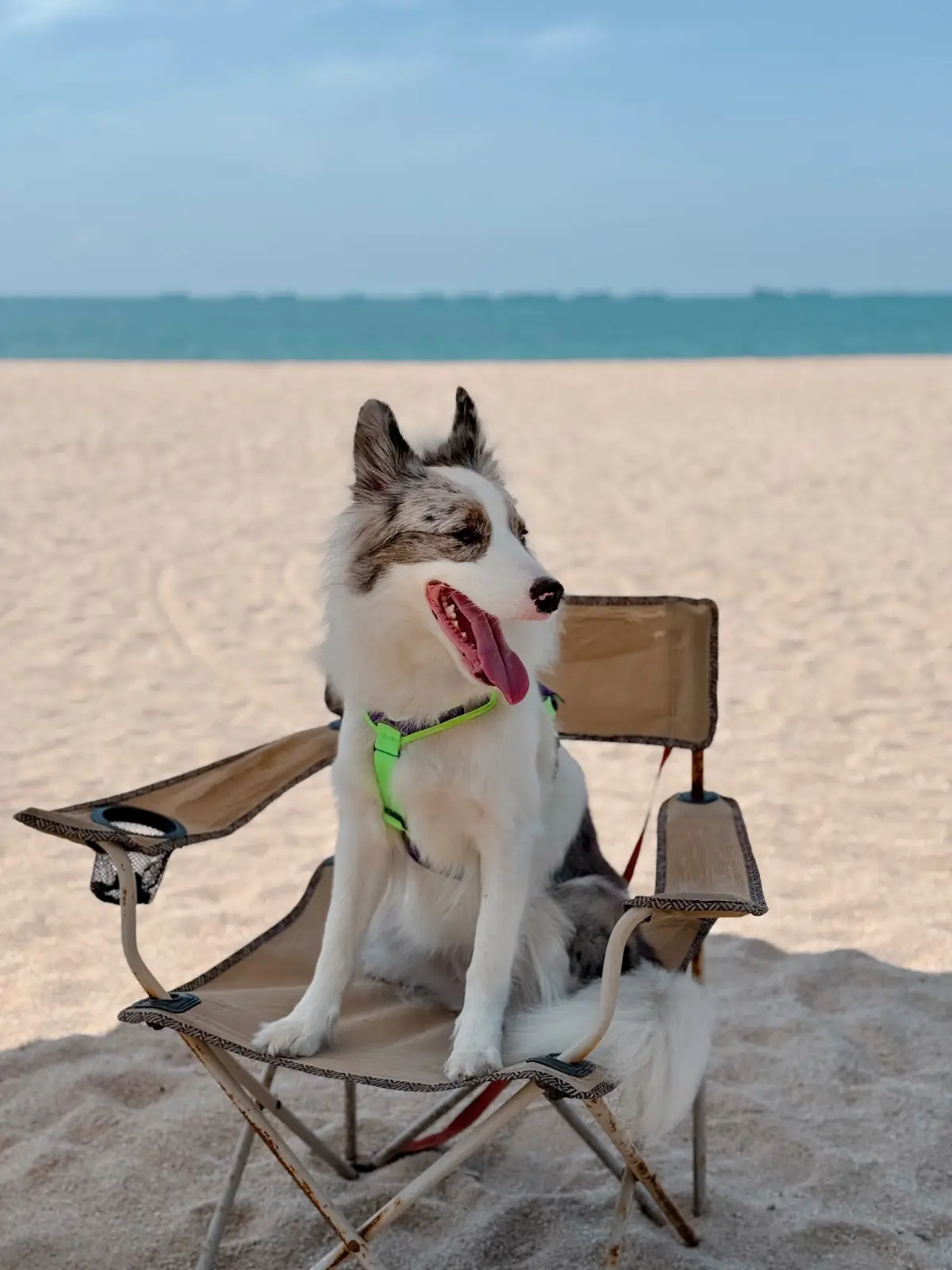 Haus Coffee and Space pets image 1