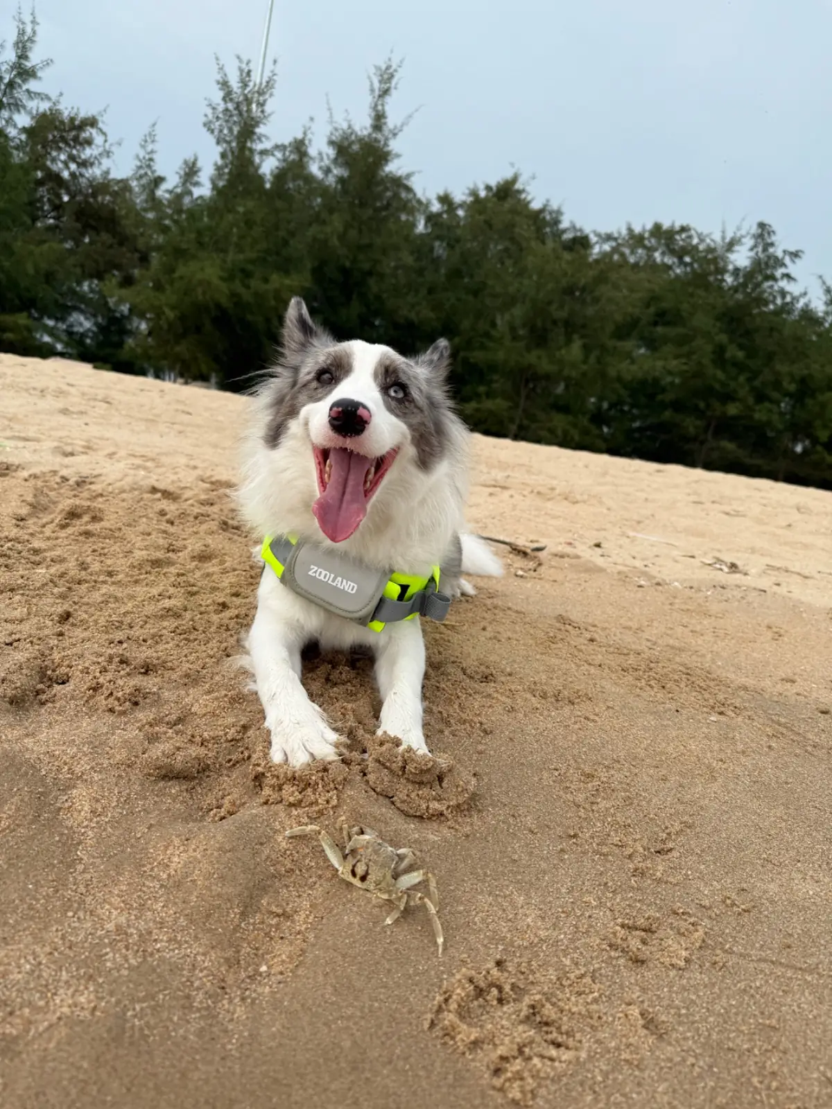 Haus Coffee and Space pets image 2