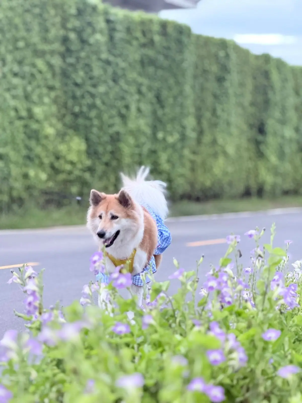 สวนเปรมประชาวนารักษ์ pets image 3