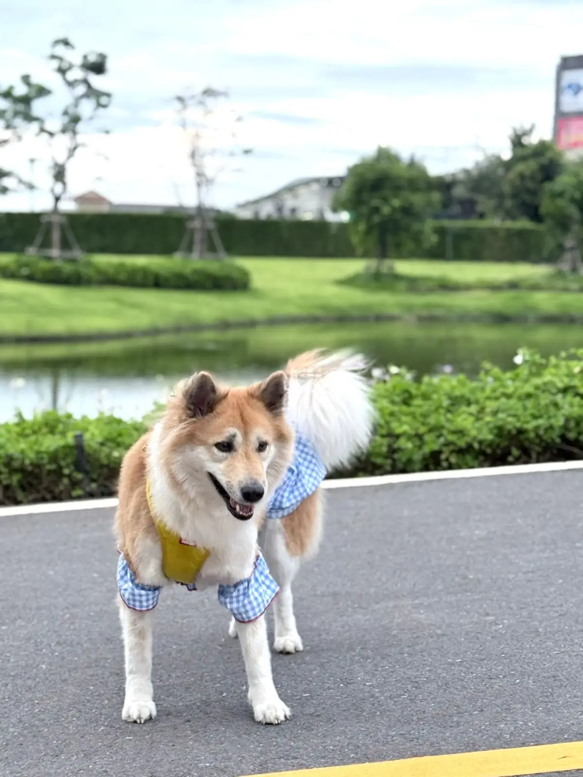 สวนเปรมประชาวนารักษ์ pets image 1
