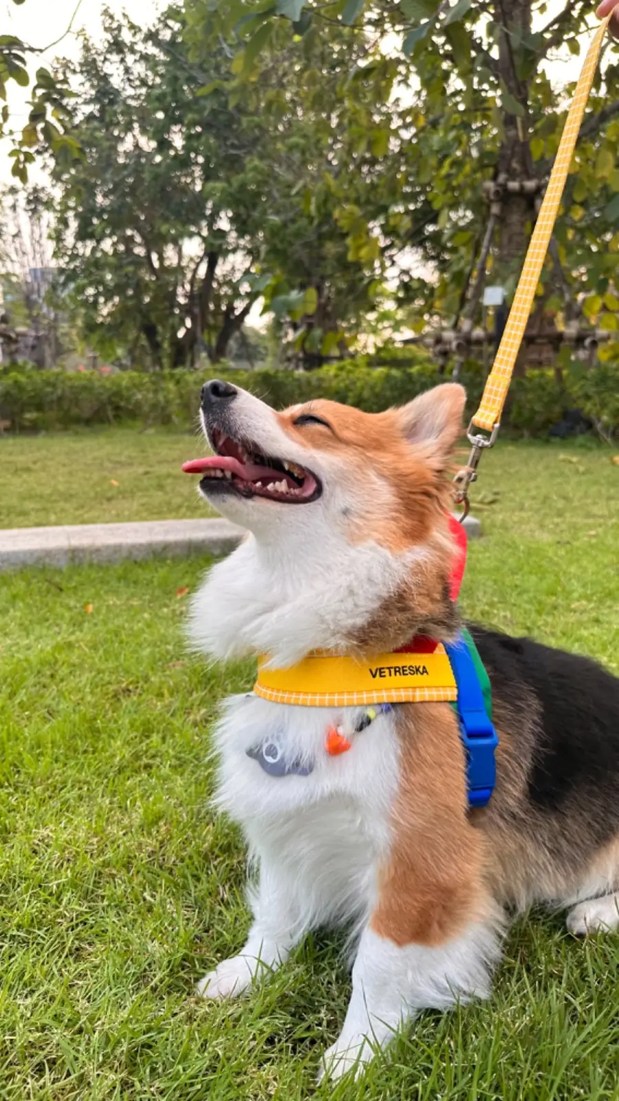 สวนเปรมประชาวนารักษ์ pets image 16