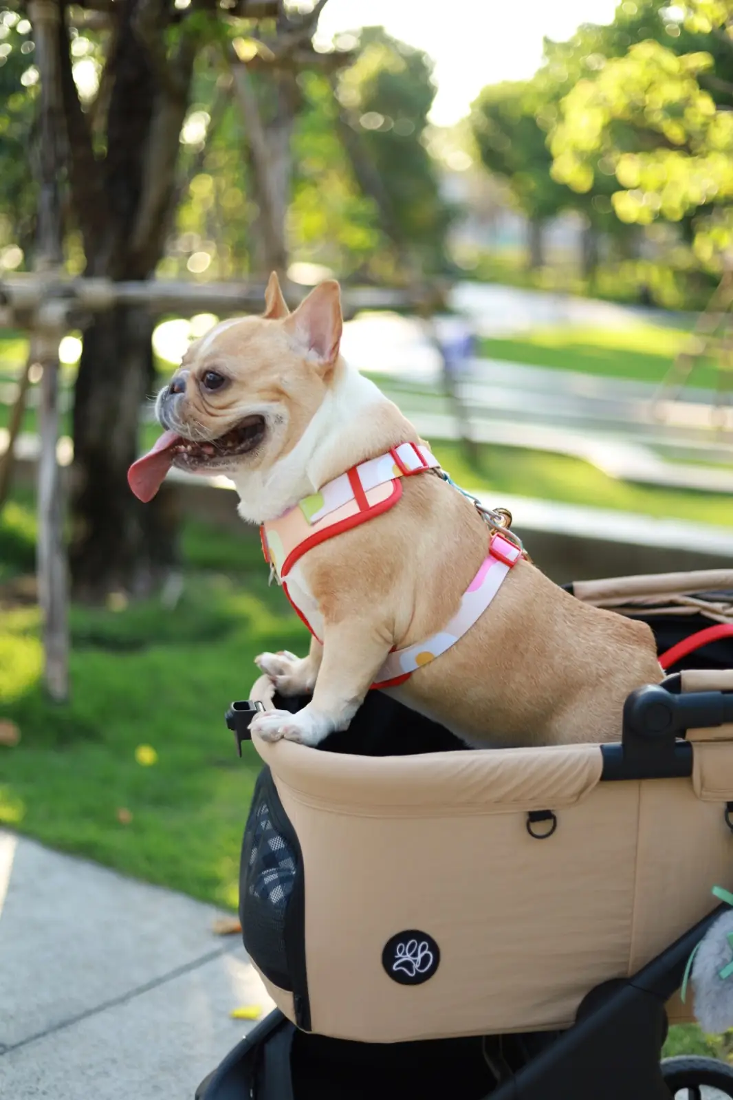 สวนเปรมประชาวนารักษ์ pets image 3