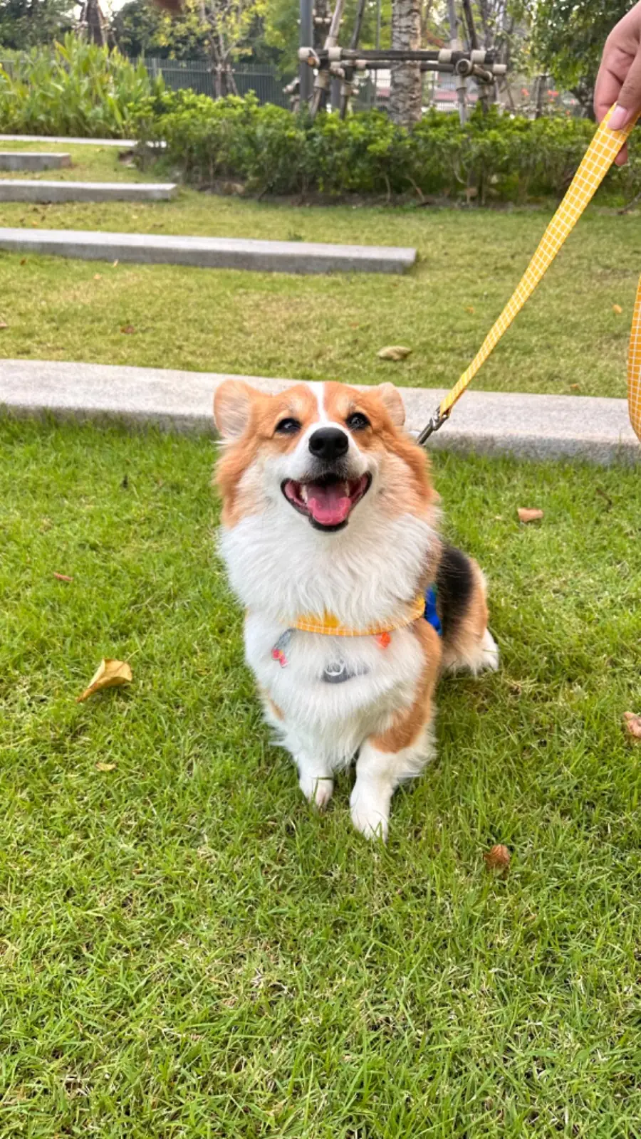 สวนเปรมประชาวนารักษ์ pets image 15