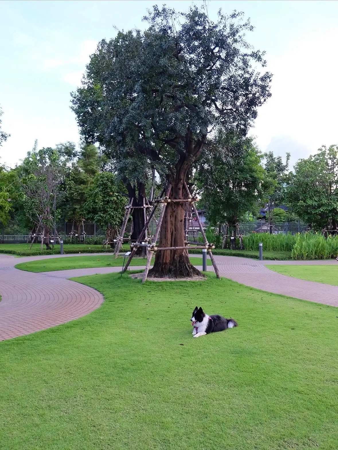 สวนเปรมประชาวนารักษ์ pets image 18