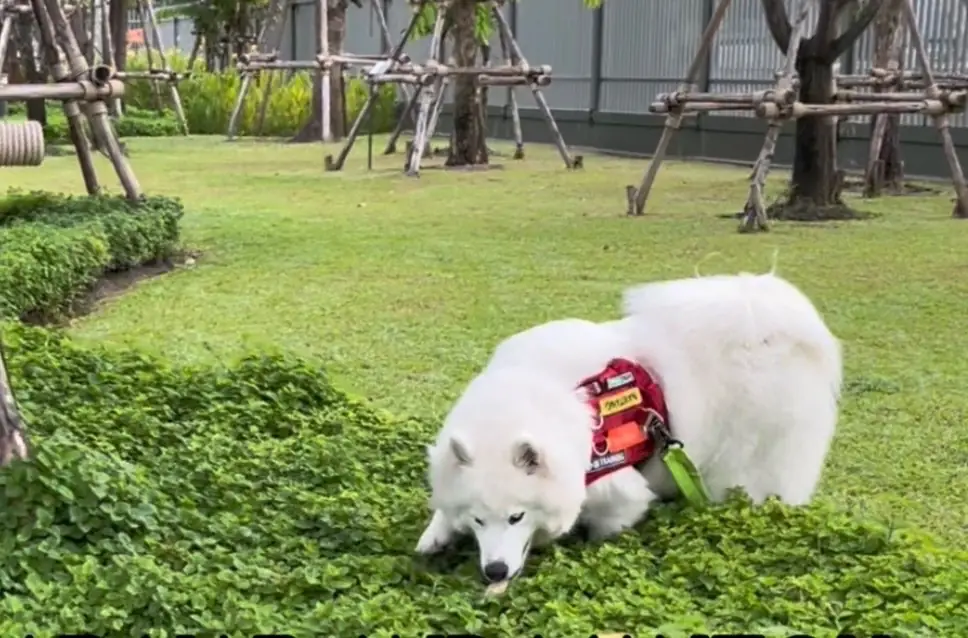 สวนเปรมประชาวนารักษ์ pets image 10
