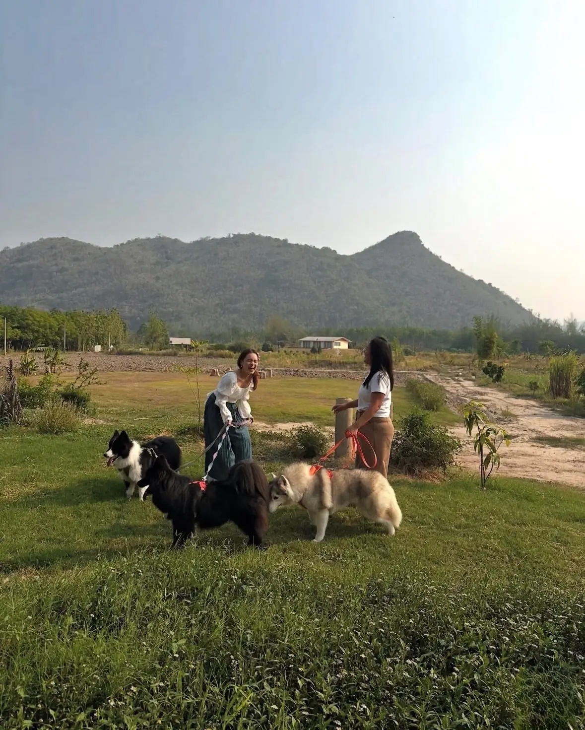 คำตาคาเฟ่ pets image 4