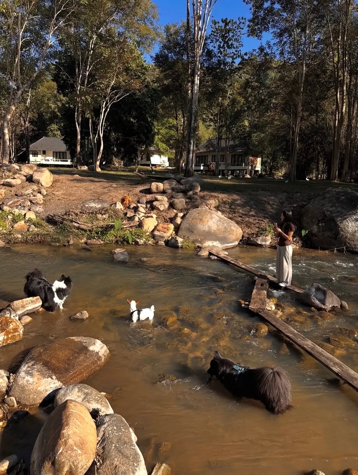 Tara Valley pets image 2