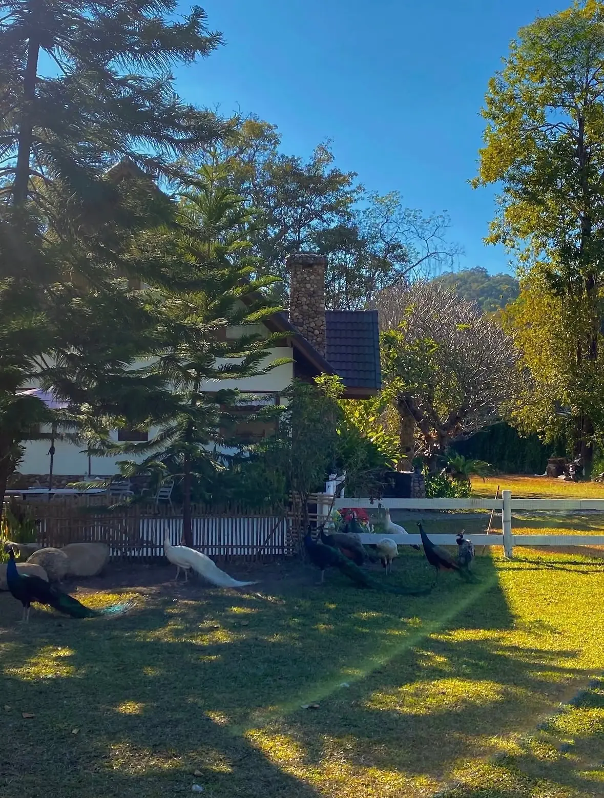 Tara Valley pets image 1