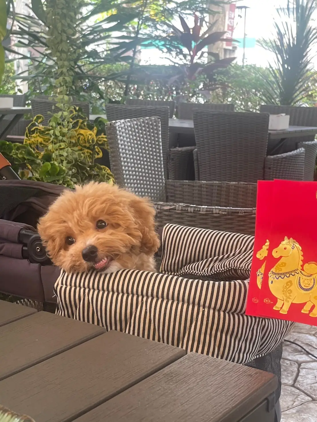 อิ่มภิรมย์ pets image 1