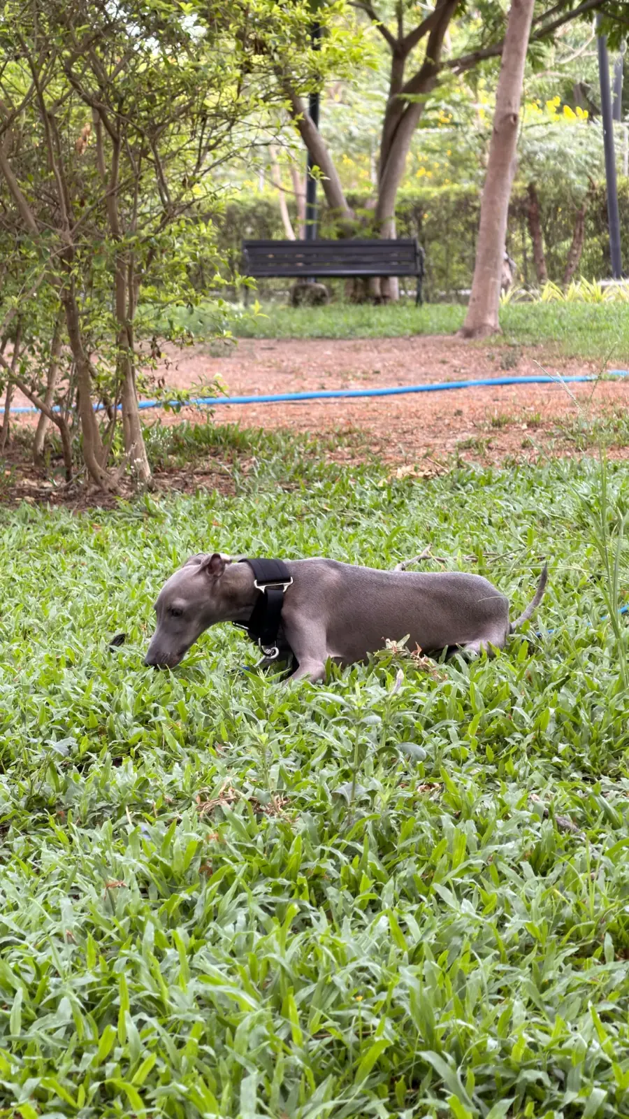 สวนบางแคภิรมย์ pets image 4