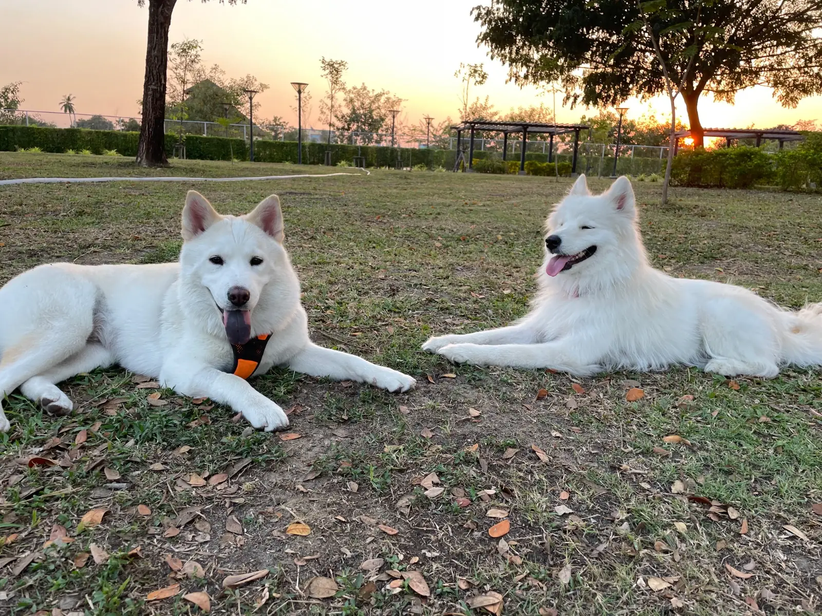 สวนบางแคภิรมย์ pets image 2