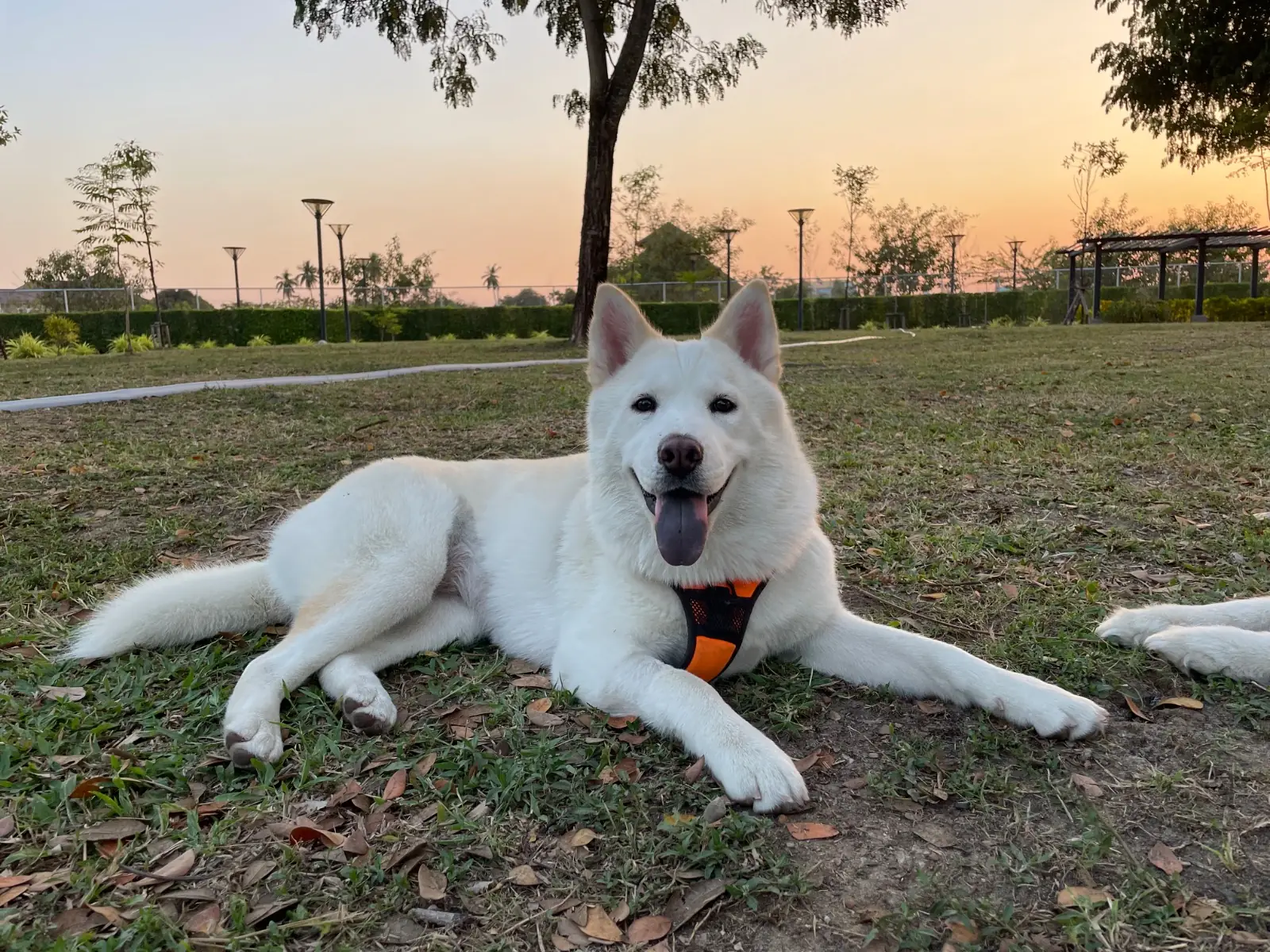 สวนบางแคภิรมย์ pets image 1