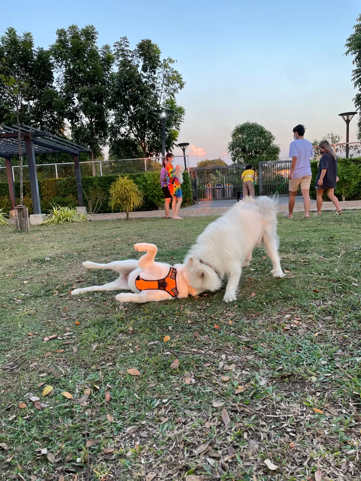 สวนบางแคภิรมย์ pets image 3