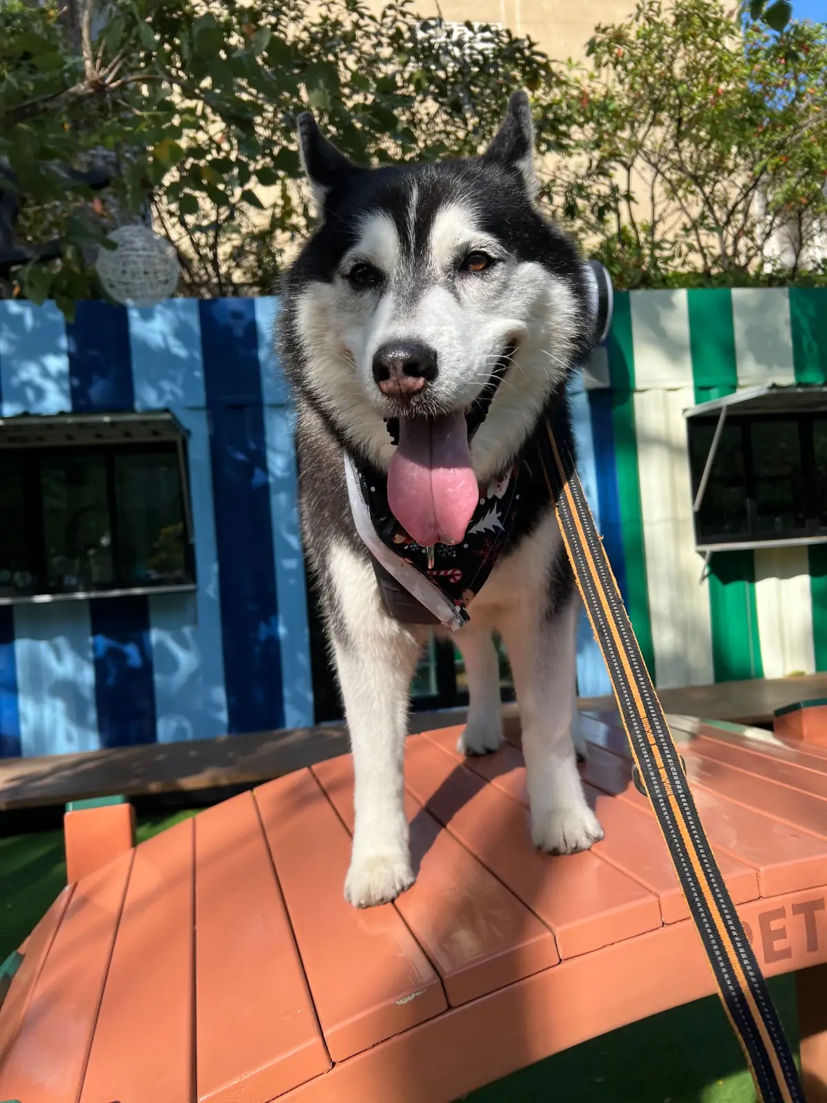 PAWYARD - EM DISTRICT pets image 3