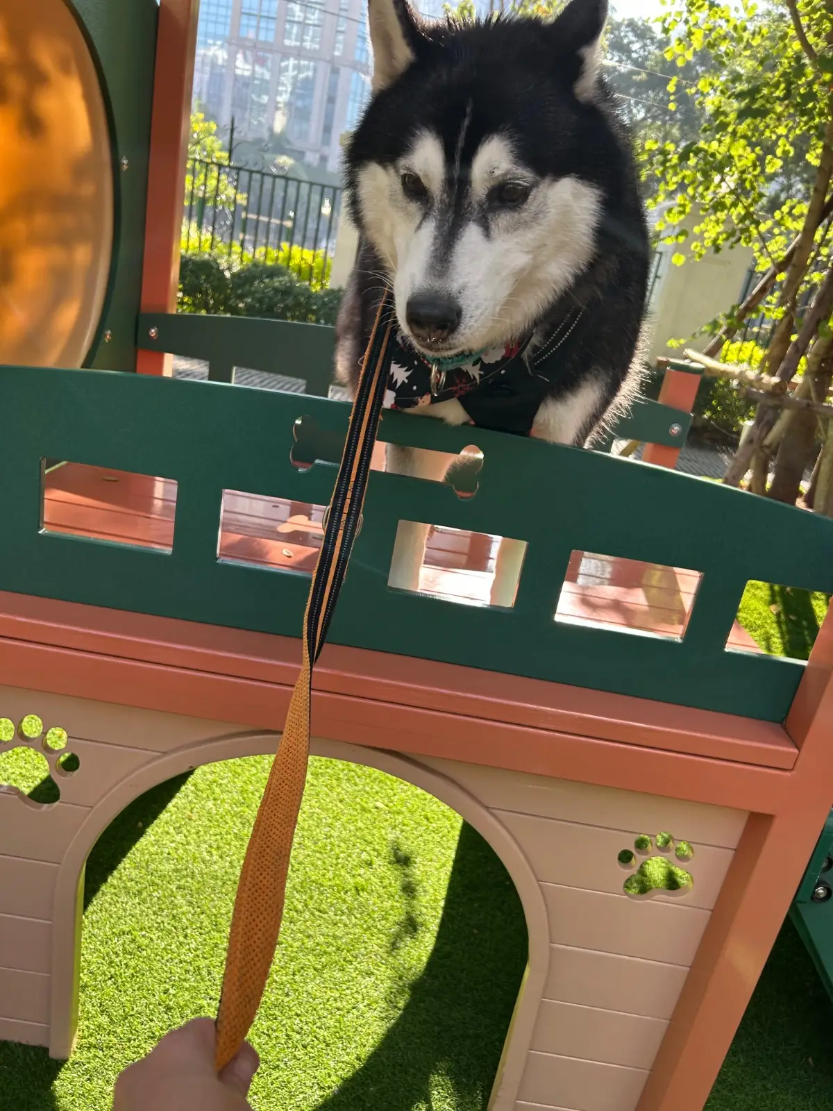 PAWYARD - EM DISTRICT pets image 2