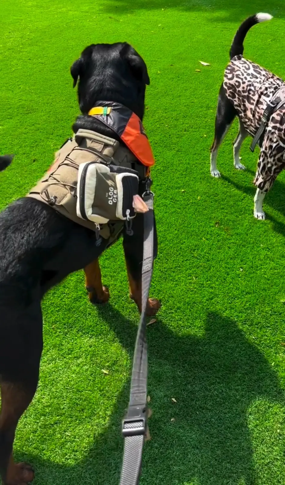 PAWYARD - EM DISTRICT pets image 5