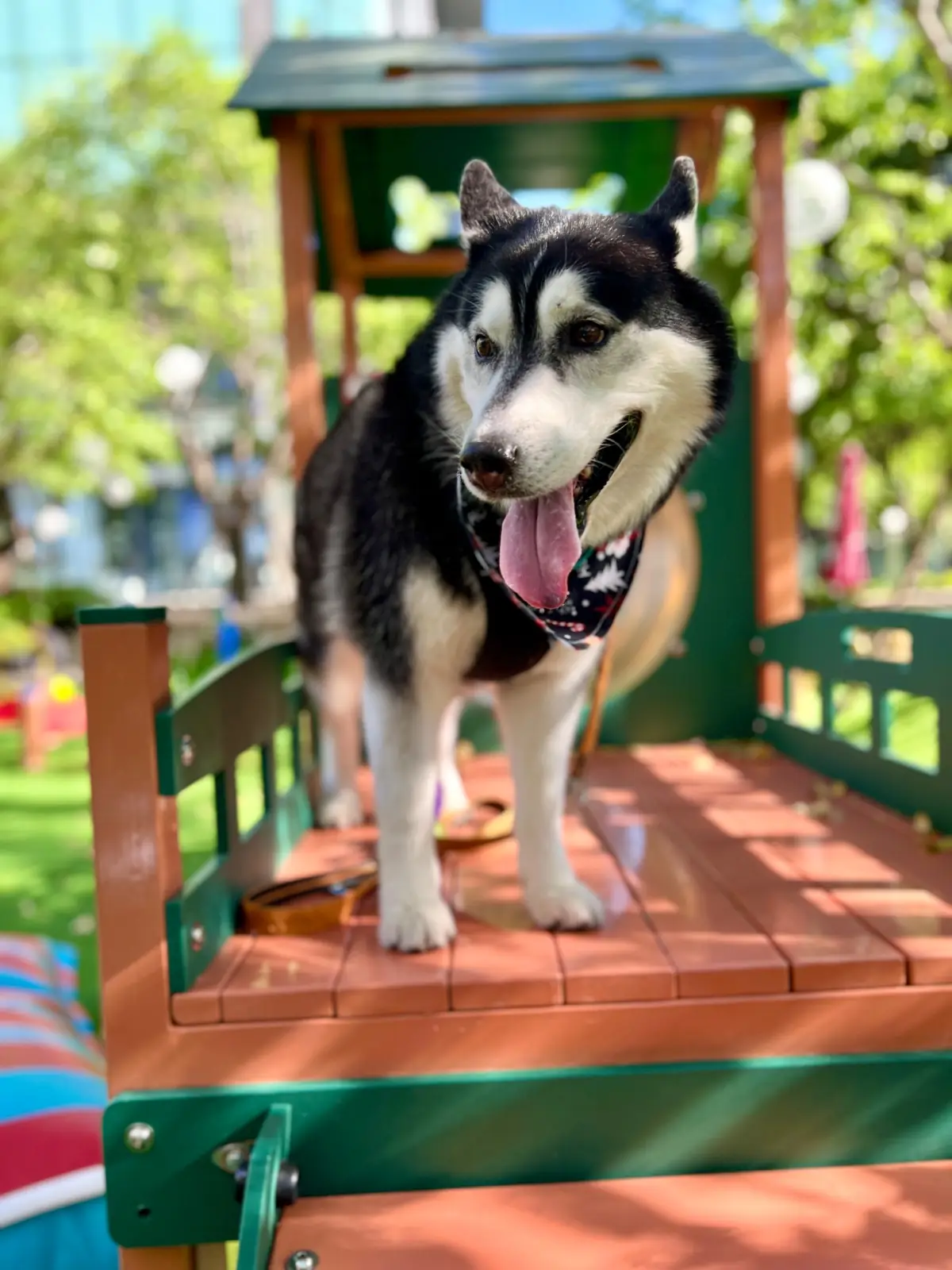 PAWYARD - EM DISTRICT pets image 1