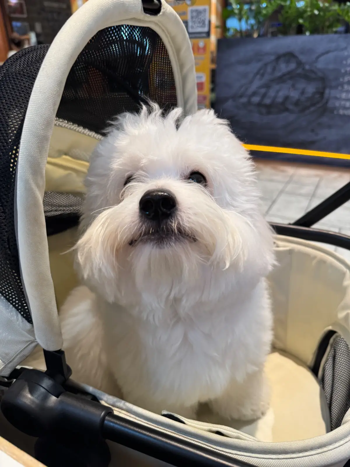 See Fah - Terminal 21 Rama3 pets image 2