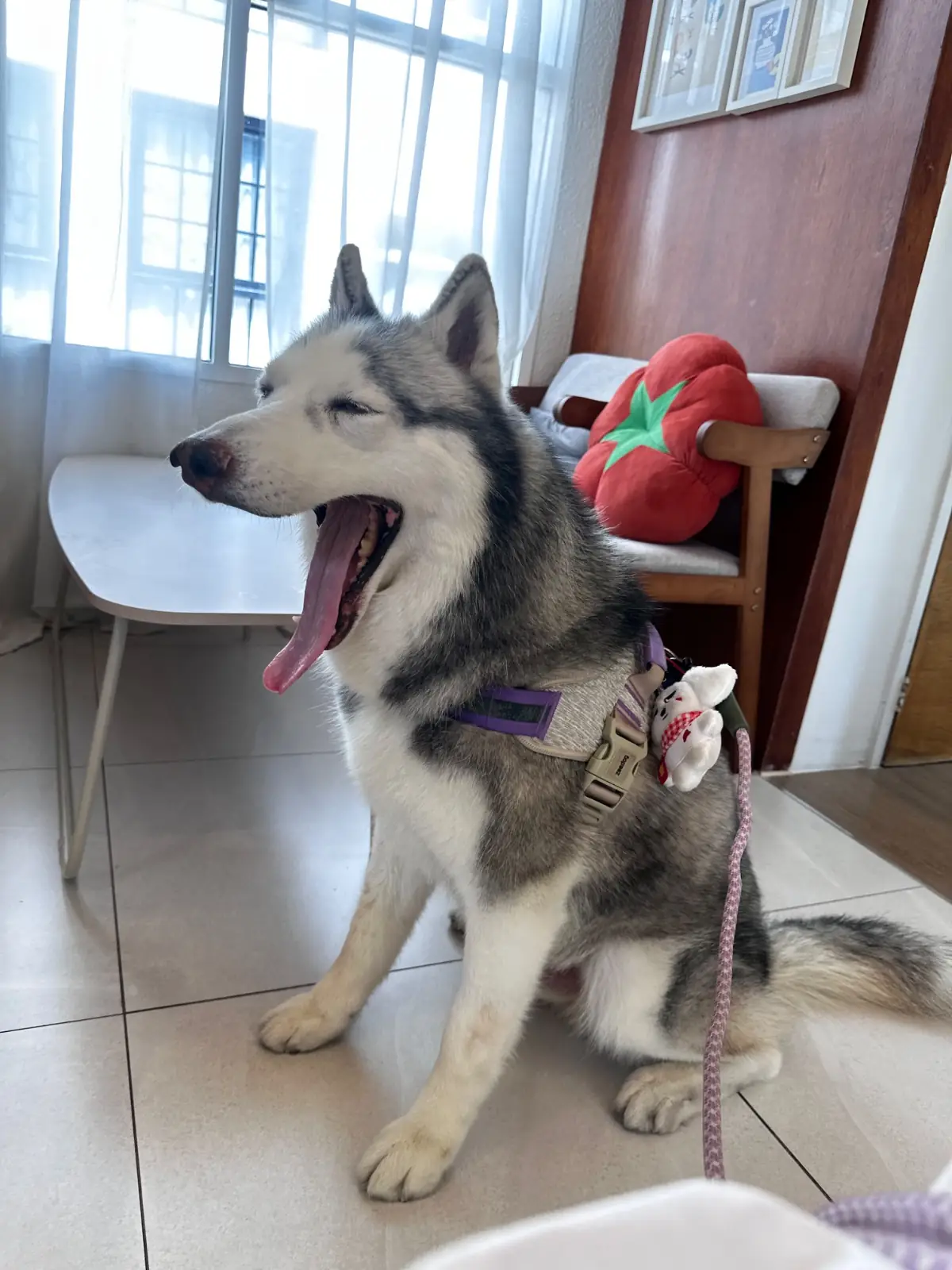 Taycoff Coffeehouse pets image 2