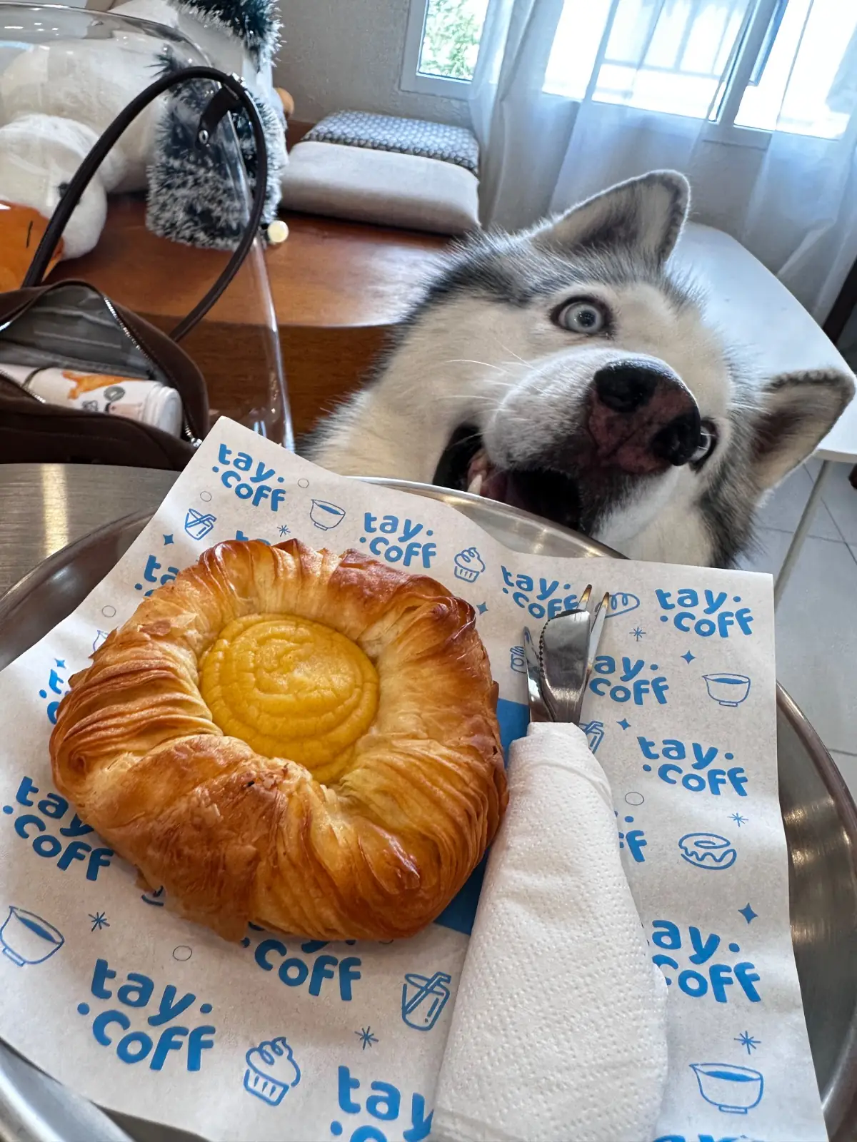 Taycoff Coffeehouse pets image 1