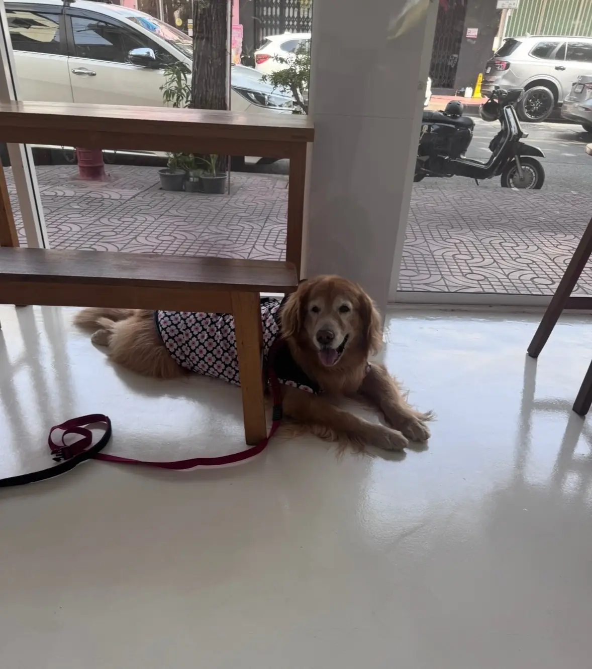 เจดีย์คาเฟ่แอนด์บาร์ pets image 1