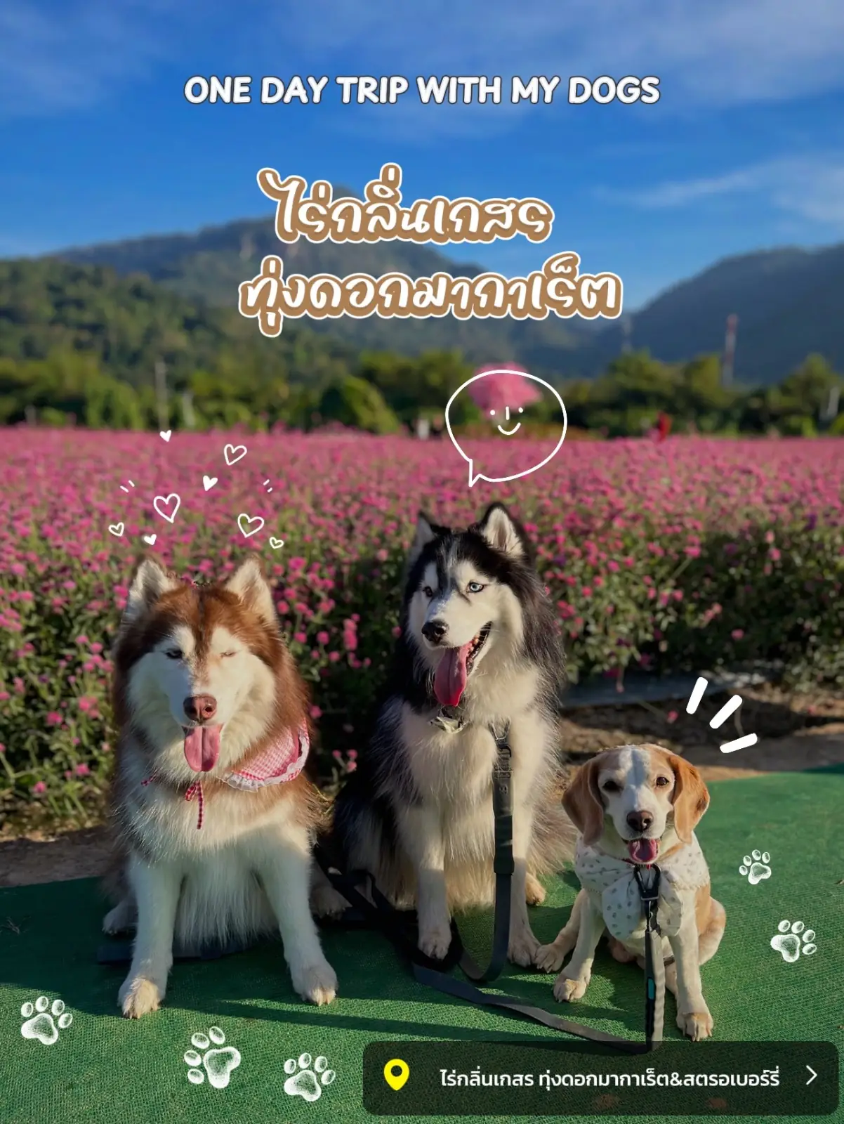 ไร่กลิ่นเกสร pets image 2