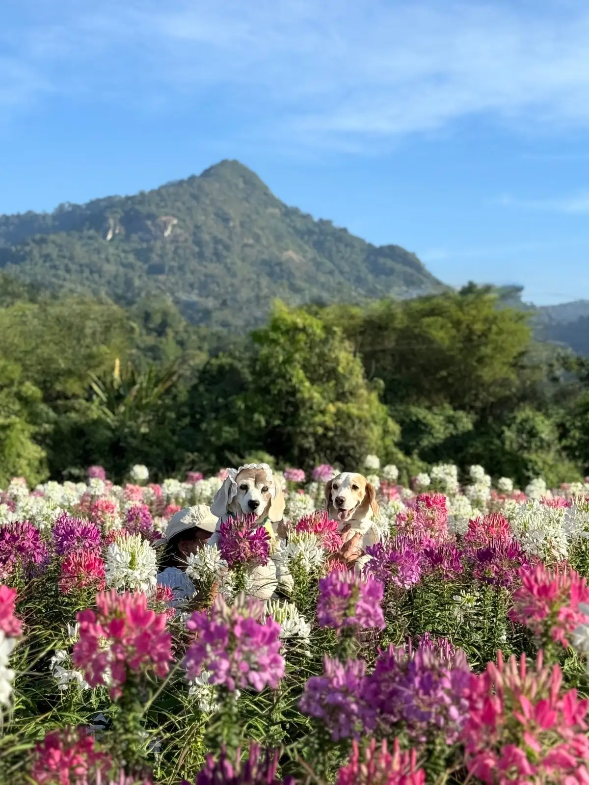 ไร่กลิ่นเกสร pets image 1