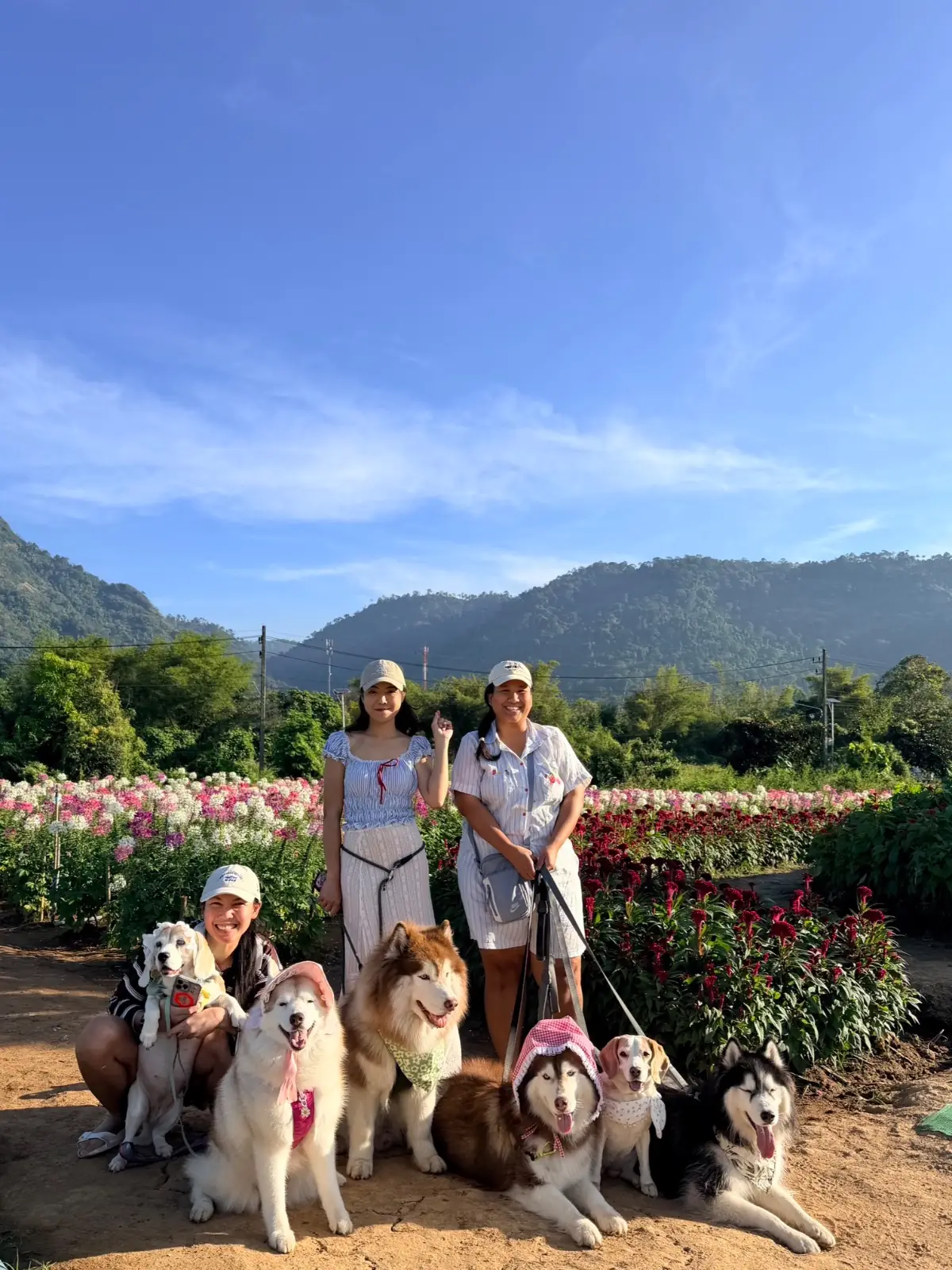 ไร่กลิ่นเกสร pets image 3
