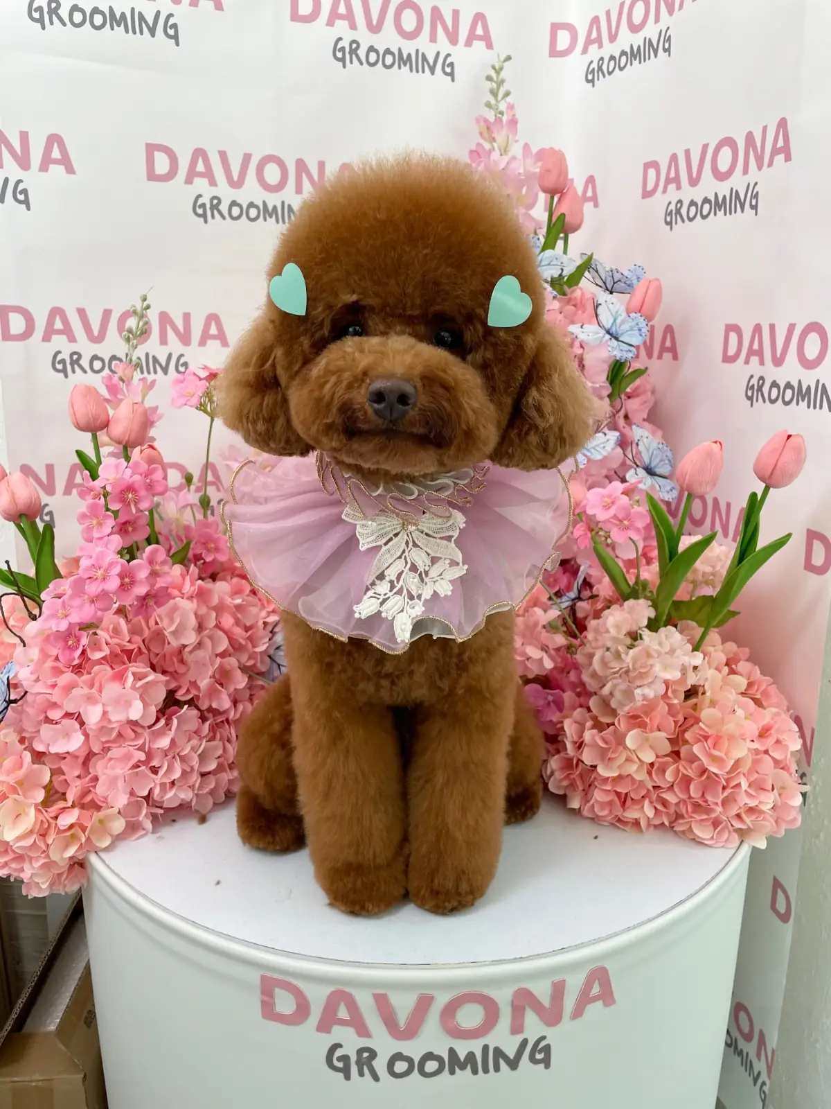 DAVONA - Yen Akart pets image 1