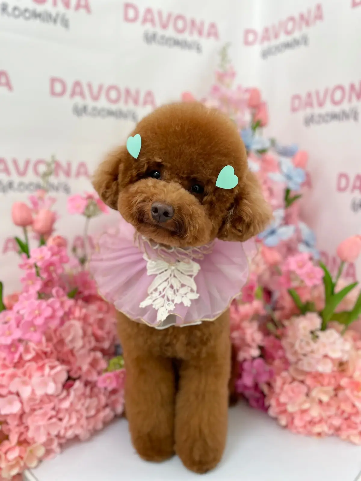 DAVONA - Yen Akart pets image 3