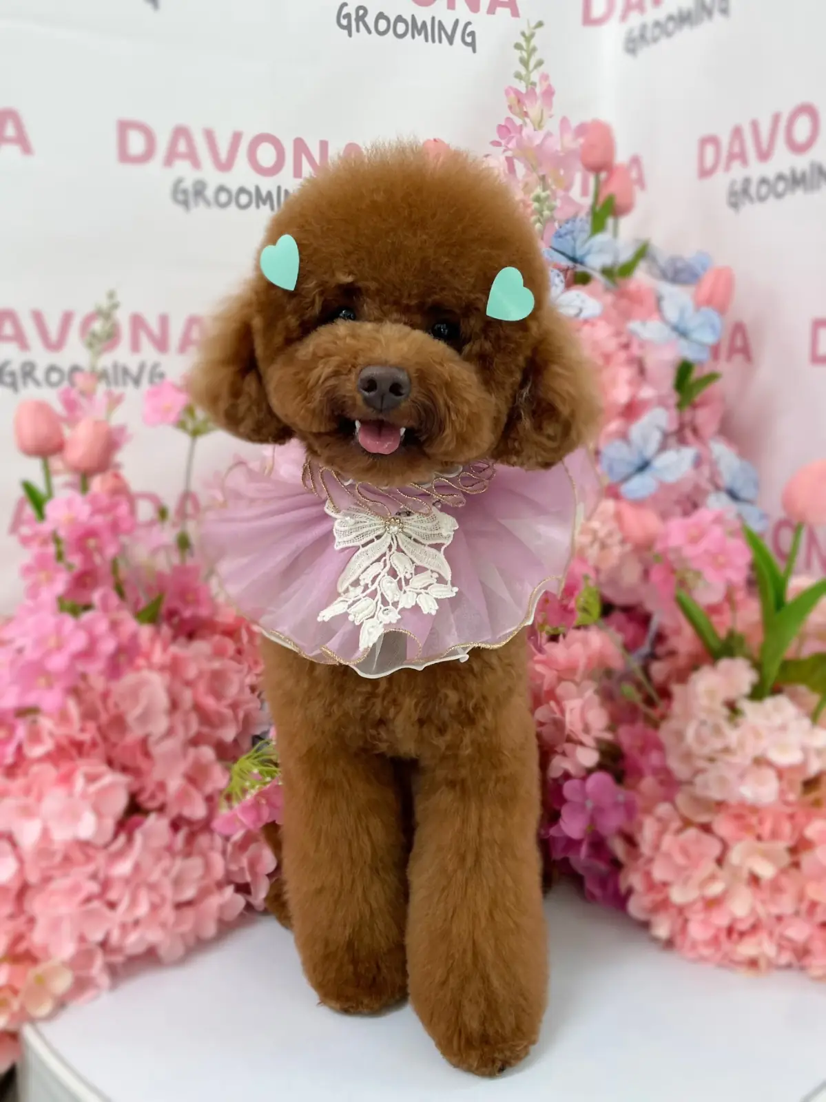 DAVONA - Yen Akart pets image 2