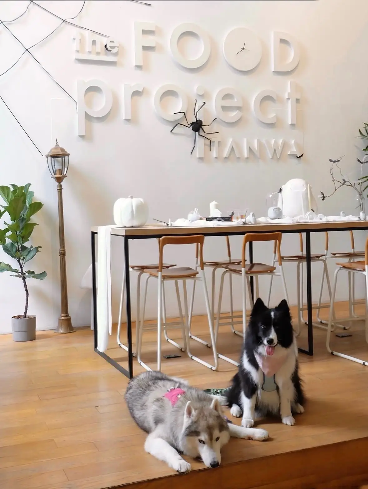 Tanwa: The Food Project HQ pets image 3